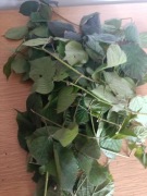 Jeżyna zimozielona pędy 