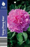Piwonia drzewiasta Ceng zhong xiao