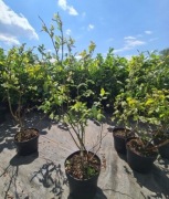 Sadzonki / krzewy borówki amerykańskiej RÓŻNE ODMIANY!! OWOCUJĄCE!! 