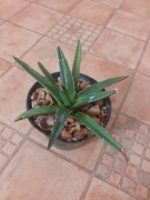 Agave Ferdinandi regis królowej Victorii Victoriae reginae 