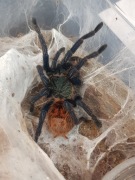 CHORMATOPELMA CYANEOPUBESCENS SAMICA