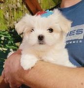 Maltańczyk Fci ZkwP suczka