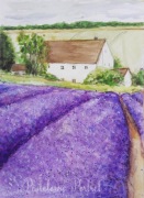 Pole lawendowe lawenda akwarela A4