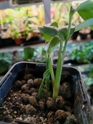 epipremnum amplissinium