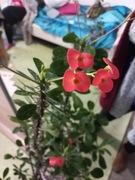 3 szczepki korona coerniowa rezerwacja 