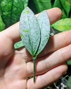 Hoya Amicabilis Silver - w trakcie ukorzeniania