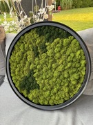 Obraz z mchu chrobotka MEGA PROMOCJA