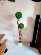 Drzewko szczęścia, duże drzewko z mchem chrobotkiem. Mech Chrobotek. Prezen