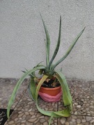 9letnia roślina ozdobna Agawa amerykańska 