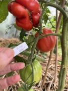 Pomidor Red Pear nasiona kolekcjonerskie