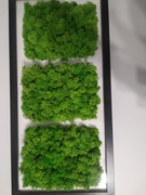 Obraz handmade z mchu chrobotek