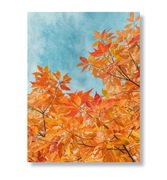 Plakat Jesienne liście pod błękitnym niebem, Ciepło natury, 30 x 40cm