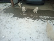 Owczarek Środkowoazjatycki