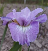 Irys syberyjski 'Lavender Fair' Iris sibirica