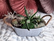 Kompozycja Sukulenty i Kaktusy