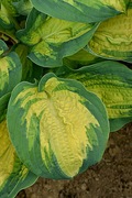 Hosta Funkia Great Expectations