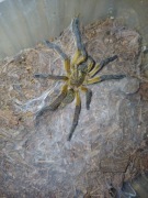 Harpactira pulchripes 2,5dc samica