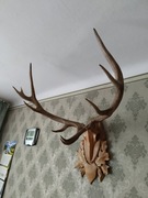 Poroże jelenia w pięknej oprawie .