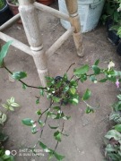 Trzykrotka rumieniec panny młodej  nr 4 dł  30 cm 