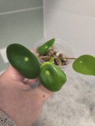 Peperomia tępilistna,nie pieniążek, sadzonka , 2