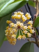 Hoya sp. Japan cięta 