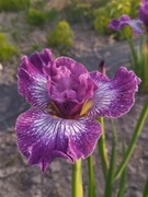 Irys syberyjski 'Something Shocking' Iris sibirica
