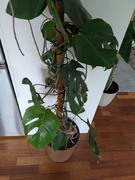 [Odbiór osobisty] Wysoka Monstera 2,5m z doniczka