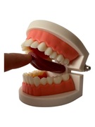 Model jamy ustnej z ruchomym językiem.