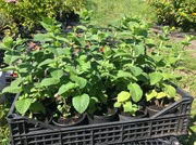 Mięta zielona w doniczce 