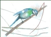 Komplet 3 rysunków z certyfikatem autentyczności i sygnaturą autorską 