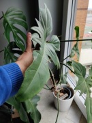 Philodendron green dragon 