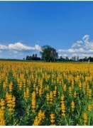 Łubin żółty szerokolistny mister ostatnie 10kg