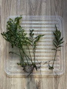 Bolbitis roślina akwariowa, paprotka