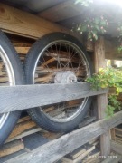 kolo koła przod i tył felga motor 19" ZZR komar romet java motorynka