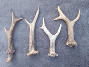 Kolekcja Rogów . Poroża . 