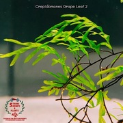 Crepidomanes Grape Leaf 2 Rarytas
