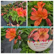 Alstromeria pojemnikowa - Eliane Orange