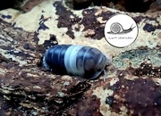 Cubaris Panda King prosionki isopody 5 szt pakiet