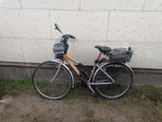 Rower Leader Fox  DAMKA