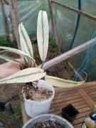 epipremnum amplissimum variegata-cięty szczyt 3listny