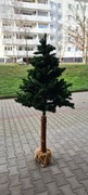 Choinka na pniu 180 cm