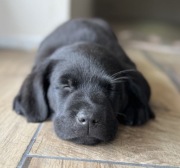 Labrador UROCZY czarny ZKwP / FCI szczeniak po Championie na sprzedaż