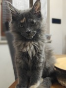 Maine Coon Benita 