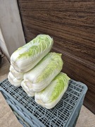 Kapusta pekińska pekinka 