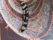 Nóż karambit Smith & Wesson składany camo EDC