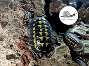 Armadillidium gestroi isopody prosionki 10 szt