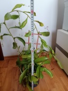 Dzbanecznik bardzo duży 7 letni +szklana doniczka. Zestaw. Pułapki 10 cm. 