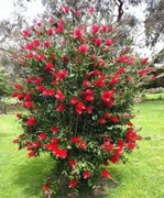 Kuflik Callistemon 