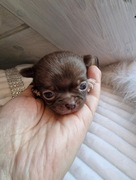 Czekoladow biały piesek Chihuahua Armani