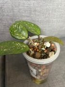 Hoya Carnosa wilbur Graves